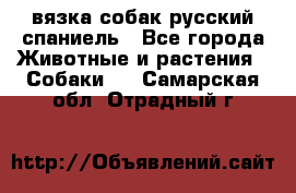 вязка собак русский спаниель - Все города Животные и растения » Собаки   . Самарская обл.,Отрадный г.